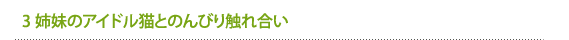 3姉妹のアイドル猫とのんびり触れ合い