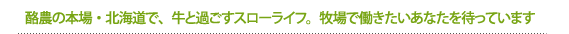 酪農の本場・北海道で、牛と過ごすスローライフ。牧場で働きたいあなたを待っています